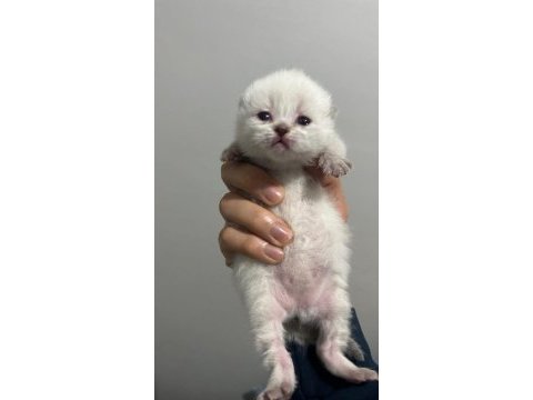 55 günlük british longhair yavrular