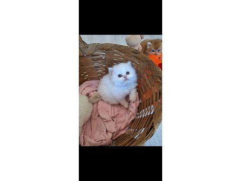 British longhair by1133 dişi