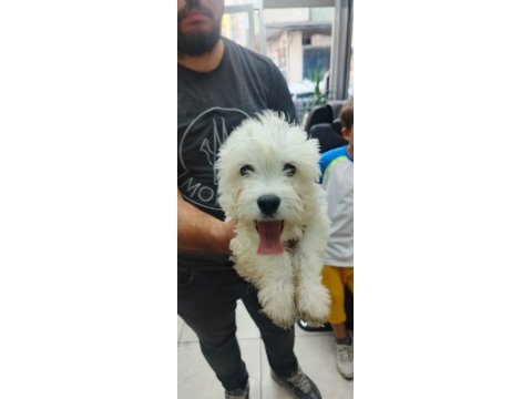 Maltese terrier yavruları