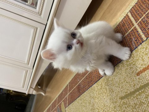 British shorthair kedilerimi sahiplendiriyorum