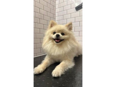 Erkek pomeranian 1 yaşında