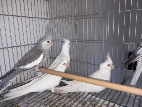 Albino ve white face sultan papağanı yavrular jumbo boy