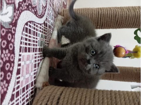 British shorthair 2 aylık yavru
