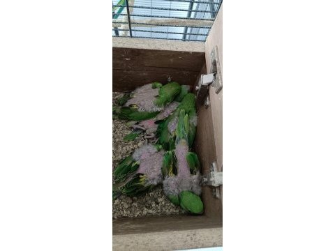 Çift pakistan 5 yavrulu