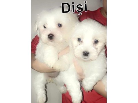 Maltese terrier bebekler 45 günlük