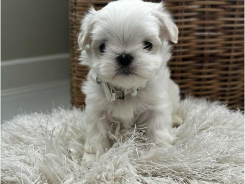 Köpeğimiz dilber yuva arıyor