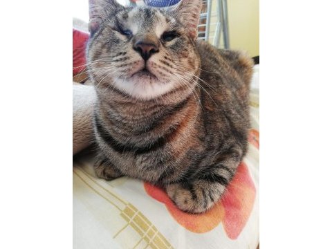Görmek engelli tekir kedi