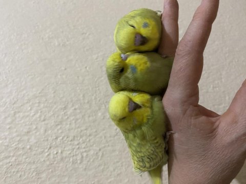 Ele alışık jumbo muhabbet kuşu yavru