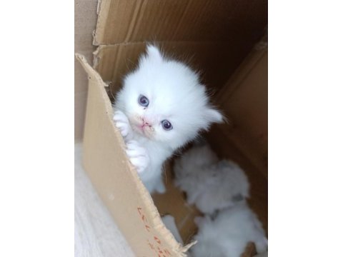 British shorthair pamuklarım