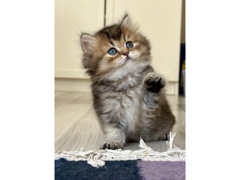 British longhair safkan erkek yavrular