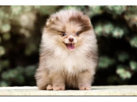 Chocolate merle mikro erkek yavru pomeranian (show)