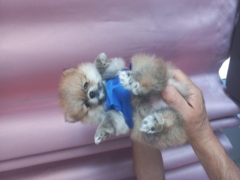 Pomeranian boo erkek a kalite