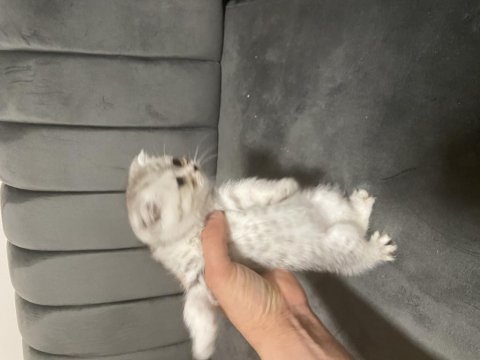 8 haftalık tatlılar scottish fold