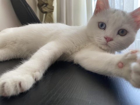 Kedimiz bulut yeni yuvasını arıyor