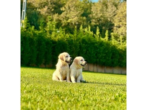 Ruhsatli köpek çiftliğinden golden retriever yavruları