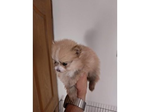 3 yavru pomeranian anne ve baba