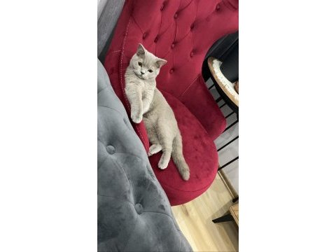 British shorthair lilac yeni yuvasını arıyor