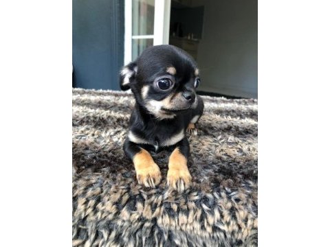 Chihuahua yavrularımız hazır