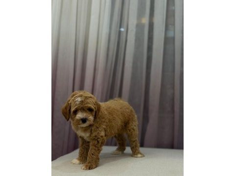 Poodle ayarında maltipoo 