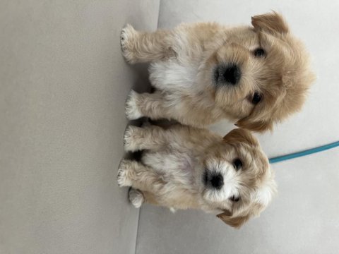 Kaliteli maltipoo yavruları için ulaşabilirsiniz