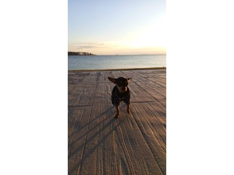 12 aylık 0 boy pinscher