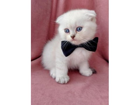Teslime hazır erkek scottish fold yavrumuz