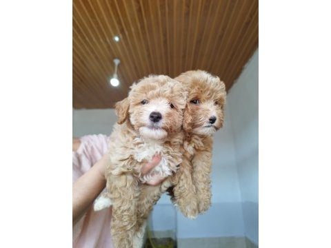 Aileden uygun yavru canlar toy poodle