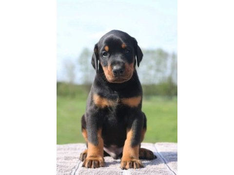 Irkının en kalitelisi doberman yavrular