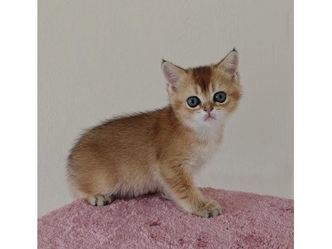 British shorthair golden 2 dişi ny11