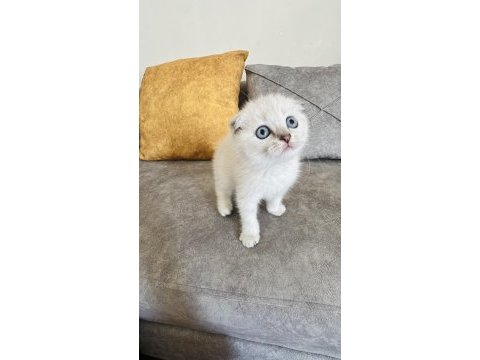 Saf kan ayı surat scottish fold kızım