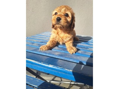 Maltipoo bebeler sevimli hareketli