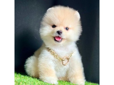 Safkan pomeranian boo bebekler