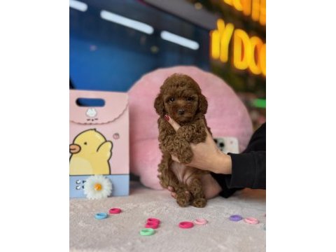 Poodle kalite asla tesadüf değildir