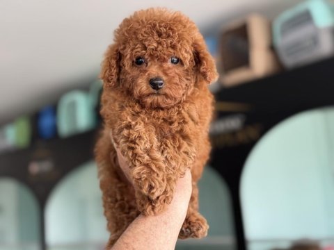 Petmode köpek çiftliğinden tea cup kore poodle