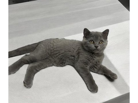 Aradığın eğitimli yavru kedimiz burada