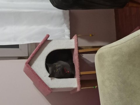1,5 yaş dişi british shorthair