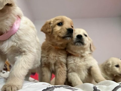 Golden retriever baby face yavrularımız