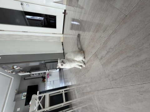 Kedimiz latte için güzel bir yuva arıyoruz