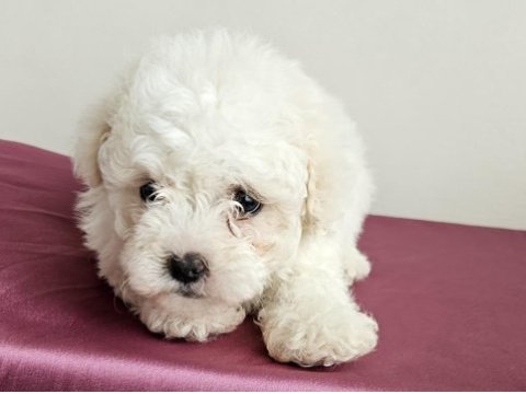 Mini boy maltese minikler