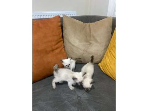 Siyam kedisi yavruları