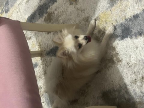 Pomeranian sahiplenme fırsatı