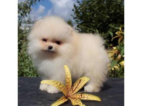 Pomeranian boo teddy