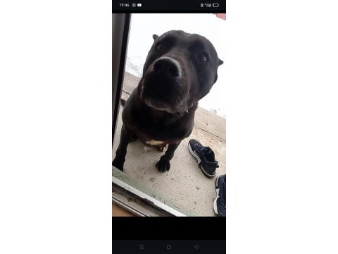 Damızlık cane corso
