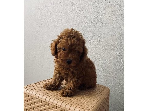 Red brown poodle yavrularim ev üretimi