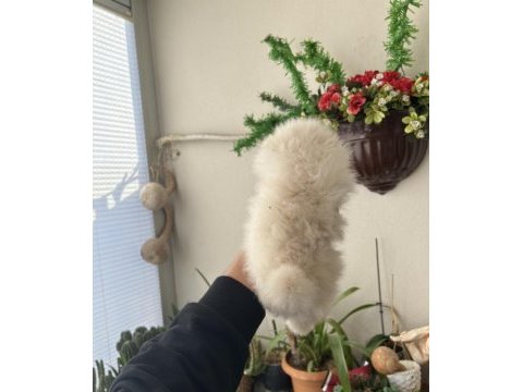 Ayı surat pomeranian yavrumuz