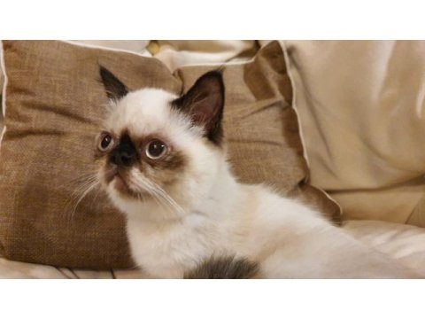 Safkan exotic shorthair blue point dişi