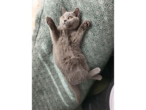 Erkek british shorthair yavrumuza yeni yuva