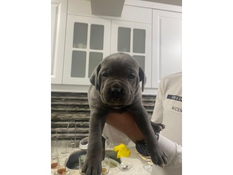 Eskişehir içi yavru gri cane corsolar