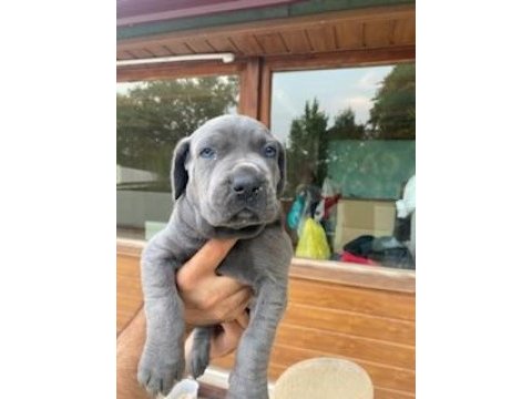 Üretim çiftliğimizden üst kalite cane corso yavrular