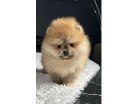 Özel renk boo pomeranian